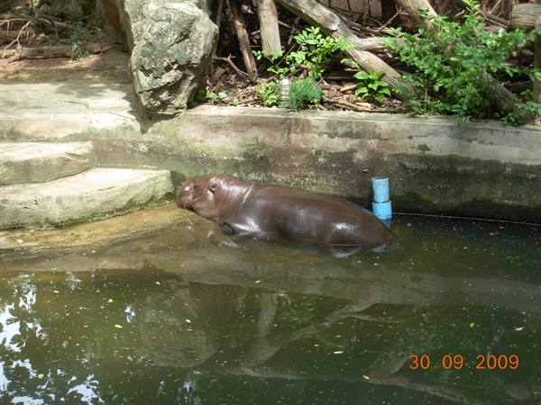 Bangkok - Dusit zoo