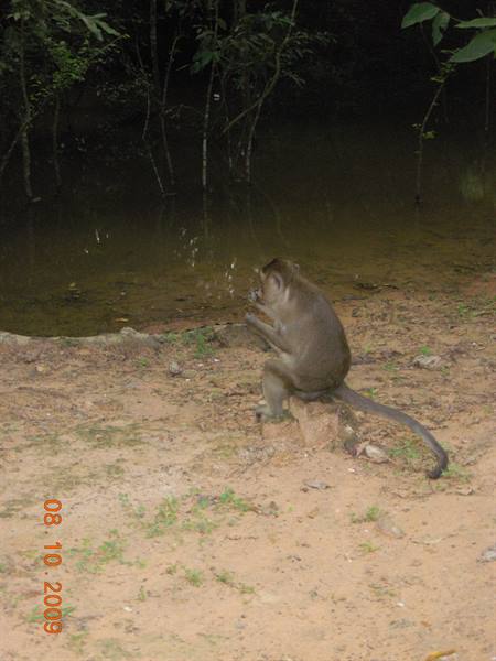 Siem Reap - little monkey