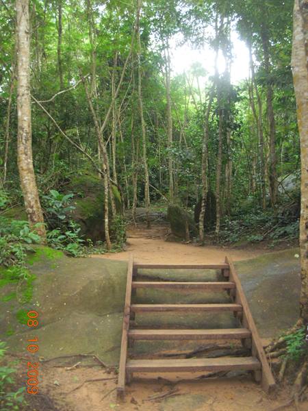 Siem Reap - forest