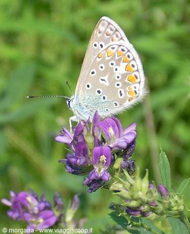 Jewel of nature