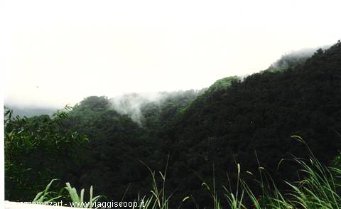 Thick mist over forested green mountains, tall grass in foreground