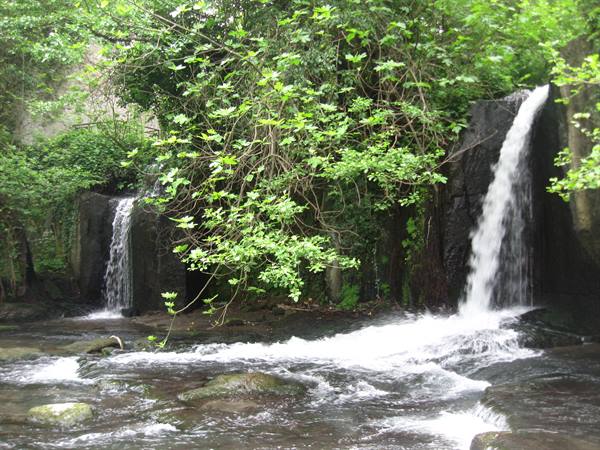 Two small waterfalls of white water fall over dark rocks among green trees