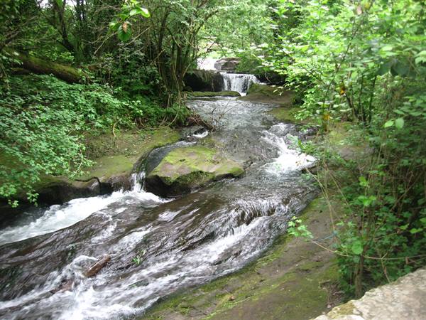 Stream with small waterfalls flowing over mossy rocks among green vegetation