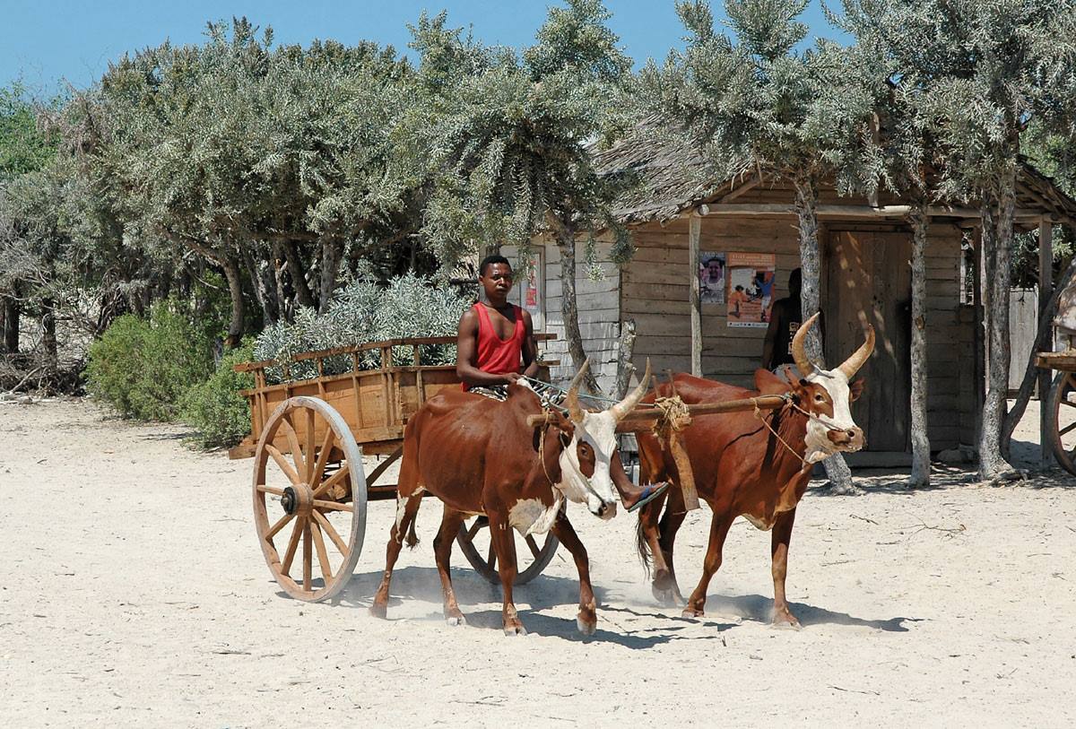 charrette a zebu