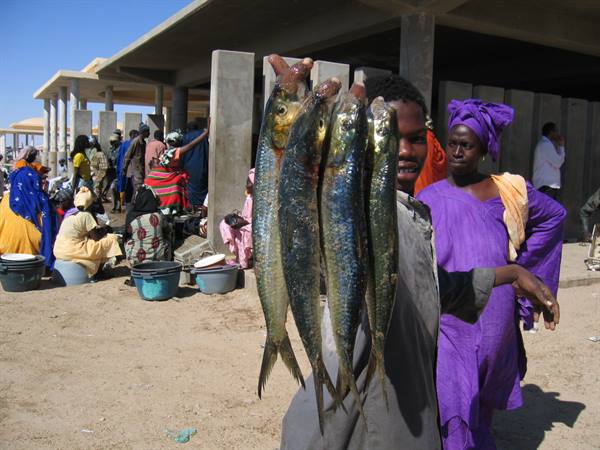 Boy displays fresh fish at open-air market, women in colorful boubous