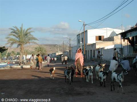 Woman in pink shawl leads goats along white street with palms and houses