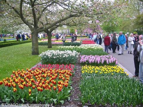 wonderful tulip gardens