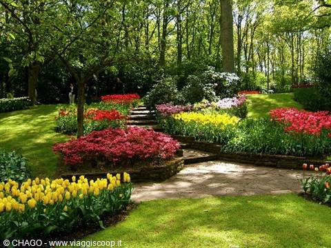 the kingdom of tulips