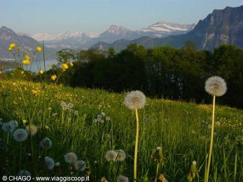 Meadow with dandelion blooms and seed heads, lake and snowy mountains beyond