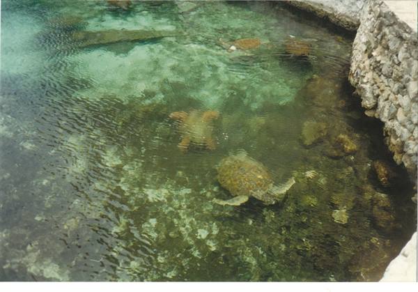 turtles at Xcaret