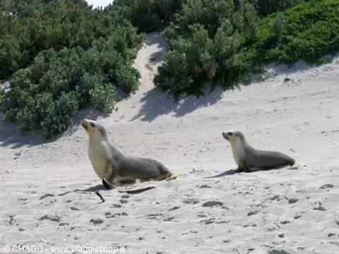 the sea lions of Kangaroo