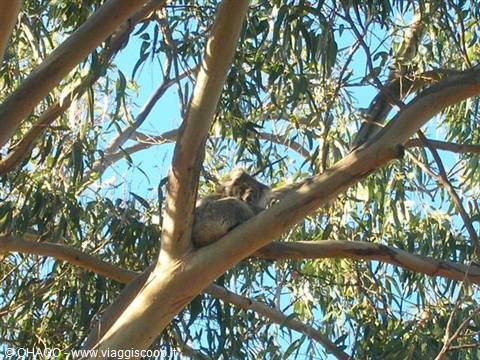 the koalas of Kangaroo