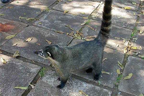 I thought I saw a coati...