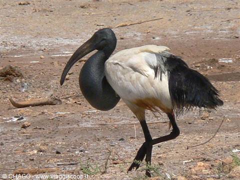 the ibis, sacred bird of the Egyptians