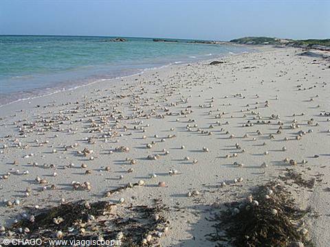 White sand covered with seashells, seaweed and turquoise tropical sea