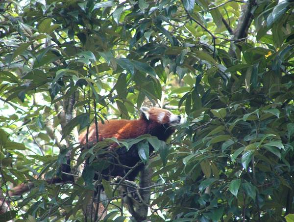 the very cute red panda