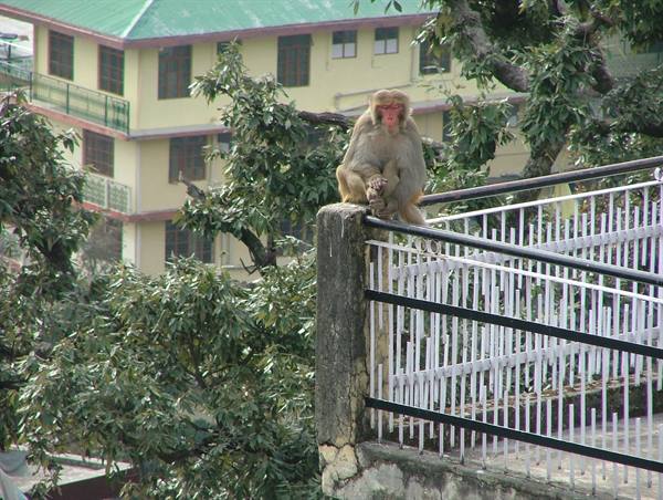 Himalayan monkey