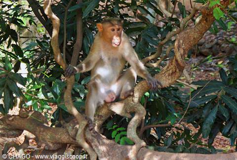 macaque at Bondla