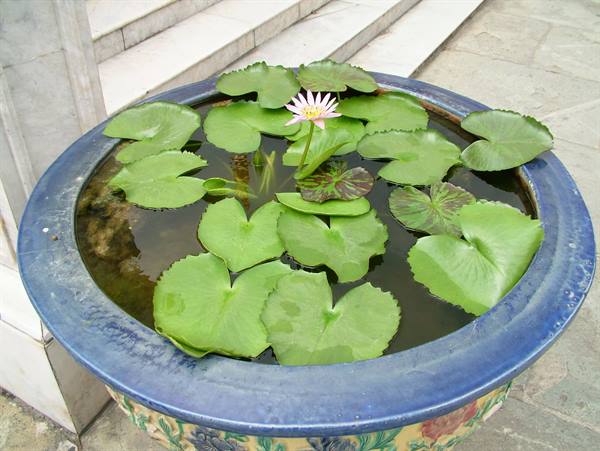 Pink lotus flower in blue ceramic basin with floating leaves, marble steps behind