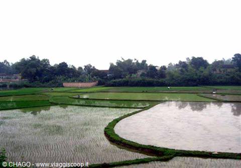 rice fields