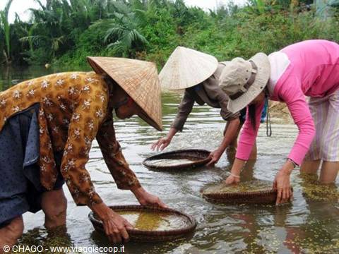 Vietnamese rice weeders