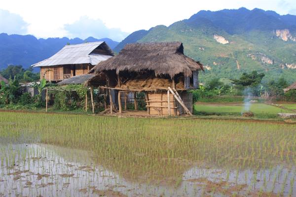 rice fields in the Mai Chau valley