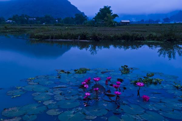 lotus flowers