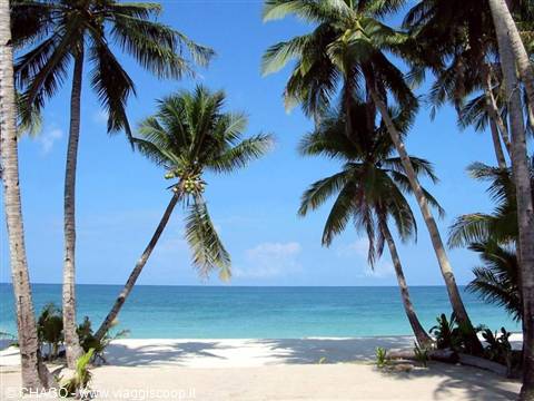 Leaning palm trees over white sand in front of a turquoise sea under blue sky