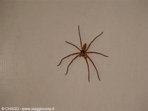 unwelcome...guest