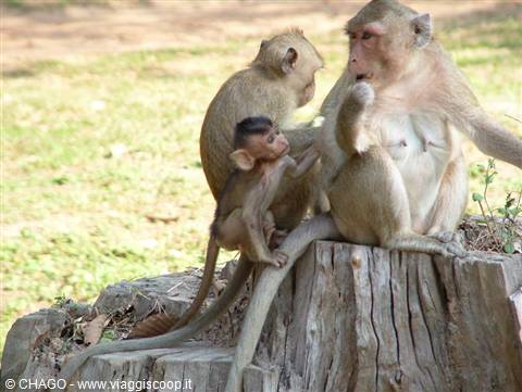 the guardians of Angkor Wat