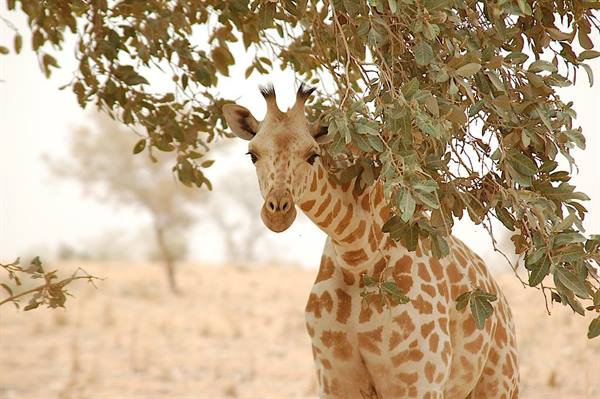 close encounter