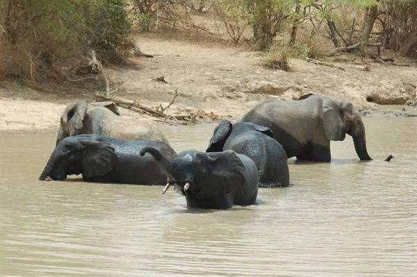 elephants bathing...