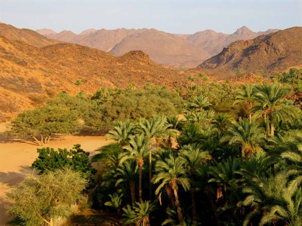 oasis near the Aïr plateau