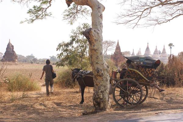 Horse and wooden cart resting under a tree, Bagan temples in the background