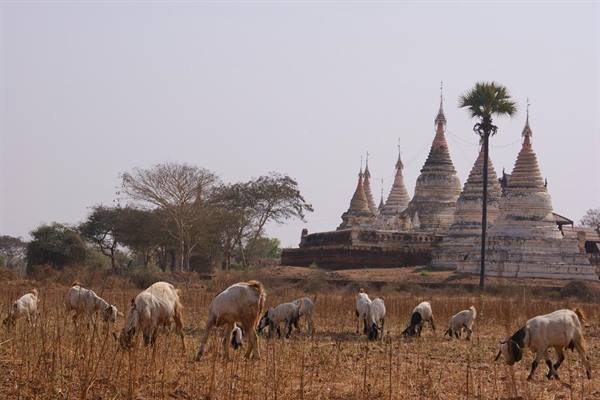 Goats grazing among ancient white stupas and palms under hazy sky