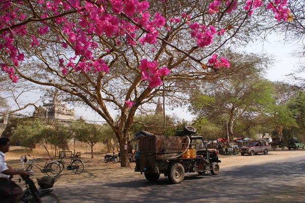 Wooden truck on sandy road under pink bougainvillea, cyclist passing by