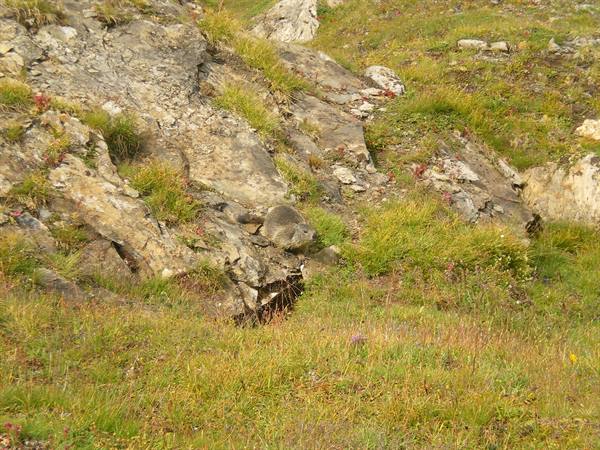 marmot