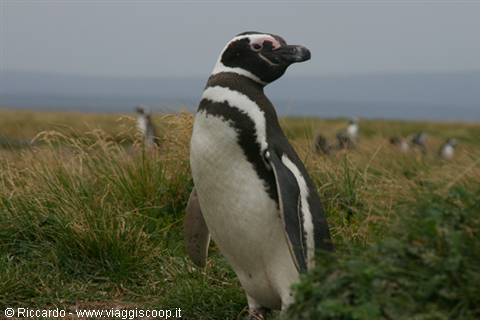 Magellanic penguin