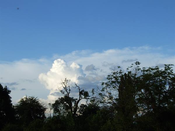 White clouds above dark treetops, blue afternoon sky