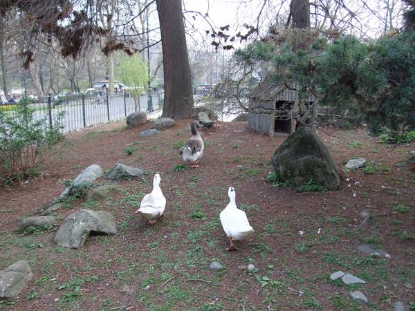 Parco del Valentino - Geese