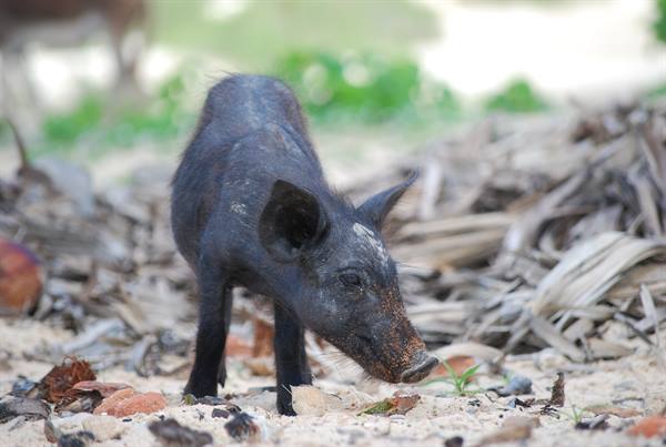 Black piglet sniffing the sand among dry palm fronds