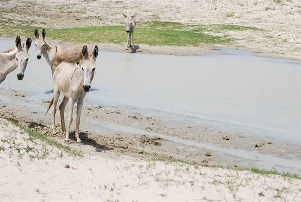 White donkeys standing by a muddy water pool on sandy ground