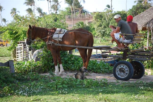 Man on wooden cart pulled by brown horse among palm trees and greenery