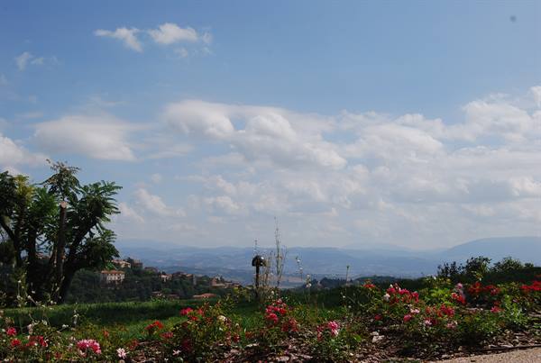Pink rose bushes in foreground, distant hills and houses under white clouds