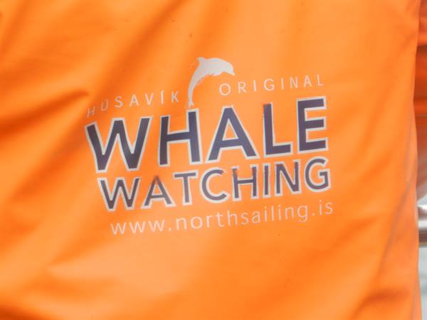 whale watching (Húsavík)