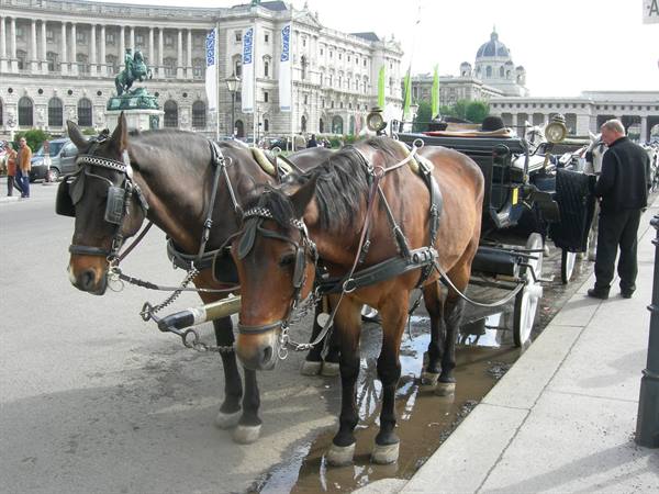 Fiaker horses waiting in front of the Hofburg in Vienna with driver