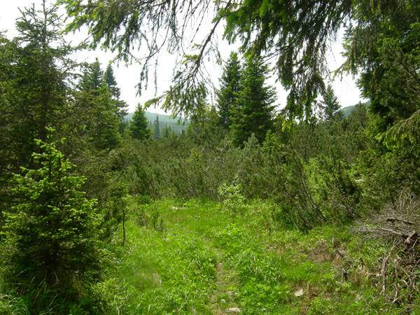 Grassy trail between firs and dwarf pines, soft light through branches
