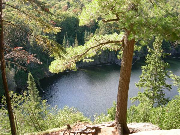 Pine tree on rock above a dark lake surrounded by forest