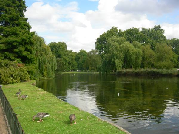 Geese grazing on green lawn beside a lake framed by willows