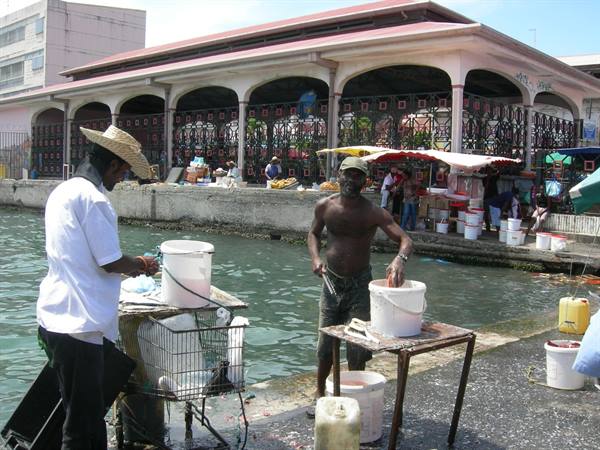 the fish market